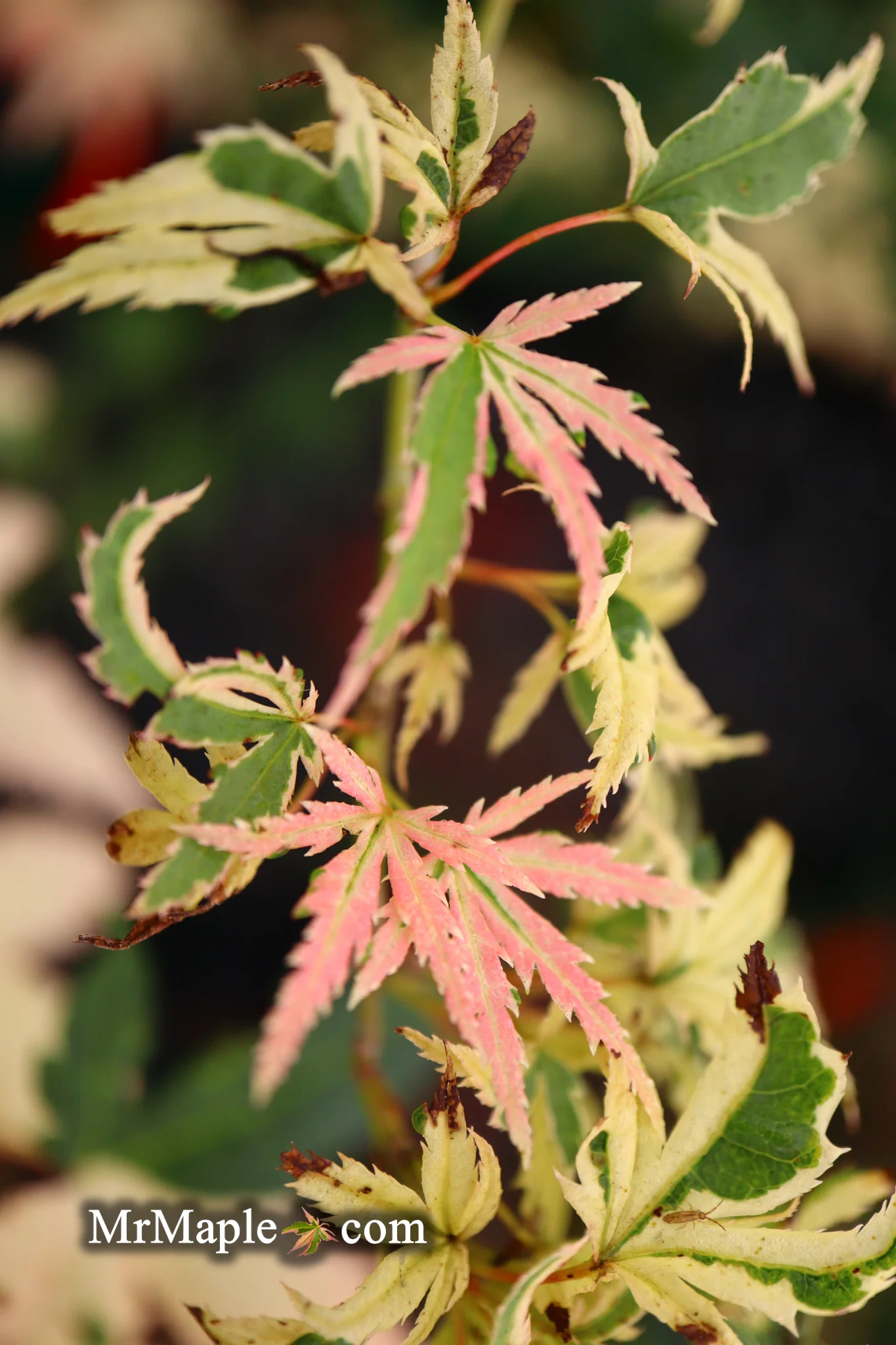 Product image 76